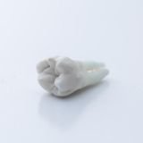 Image of a realistic model of an entire tooth