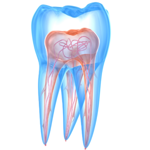 Main image of the "endodontics" page showing an illustration of a tooth with its pulp and nerves
